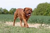 DOGUE DE BORDEAUX 036